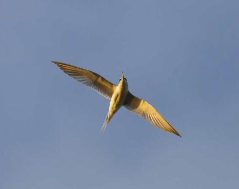 千葉市 令和2年度コアジサシの成長記録