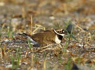 コチドリ抱卵中