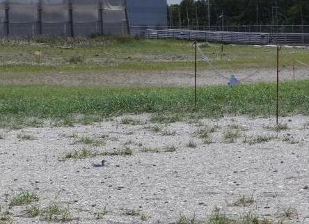 カラス除けとコアジサシ