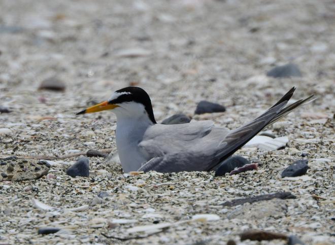 抱卵するコアジサシ