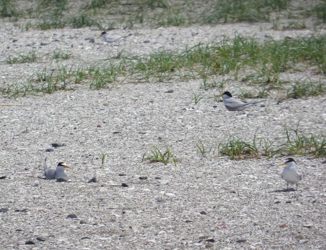 抱卵するコアジサシ