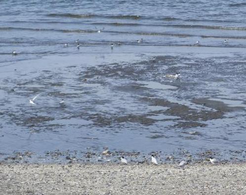 水浴びするコアジサシ