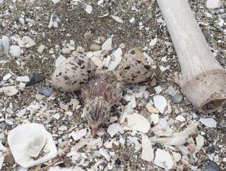 コアジサシひな