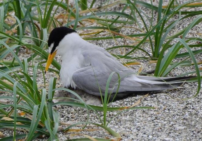コアジサシの親とヒナ