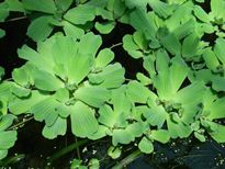 ボタンウキクサ