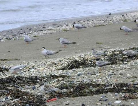 浜辺に集まるコアジサシ