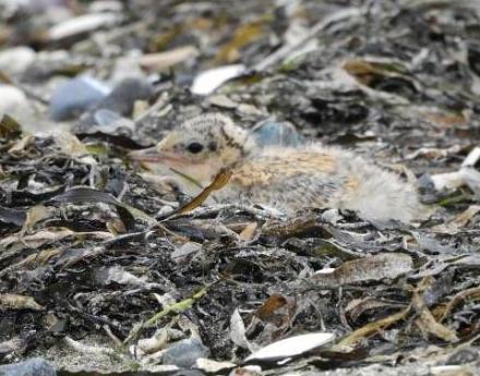 コアジサシのヒナ