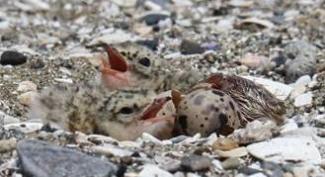 コアジサシのヒナ