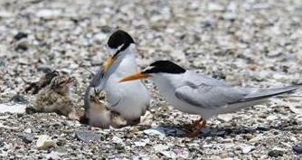 コアジサシ親子