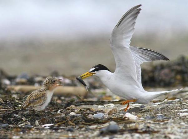 ヒナと餌を与える親鳥
