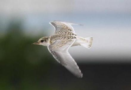 飛べるようになった幼鳥