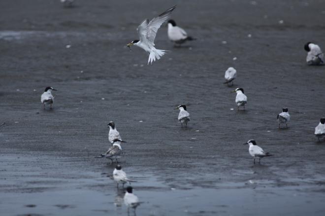 浜辺のコアジサシ