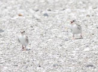 ヒナが歩く様子