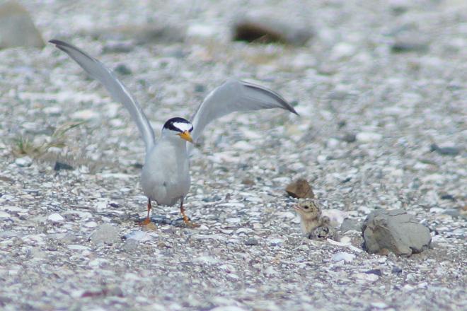 産れたヒナの様子