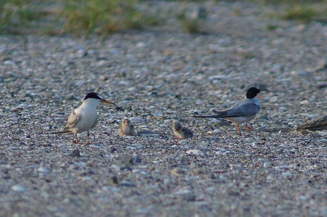 コアジサシ一家の様子