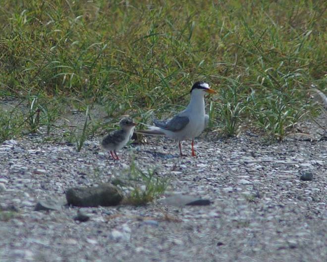 コアジサシの親子