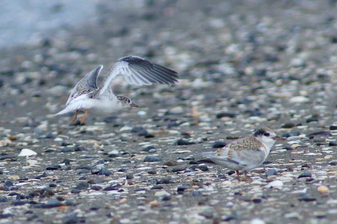 2羽のヒナが飛ぶ様子