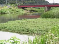 ナガエツルノゲイトウ