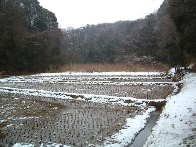 大草谷津田いきものの里の冬の風景