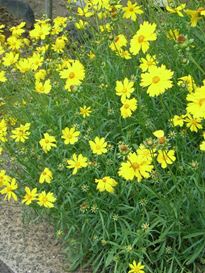 オオキンケイギク