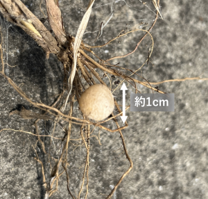 セアカゴケグモ卵のう