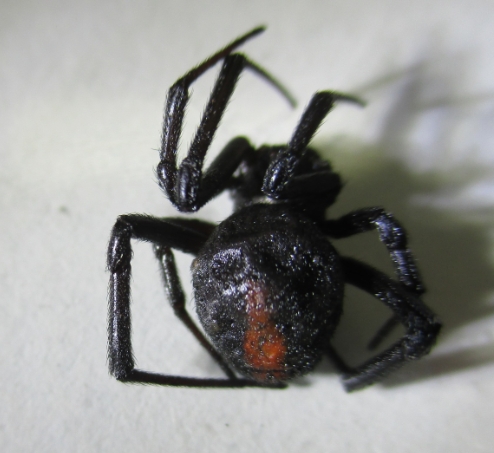 セアカゴケグモ