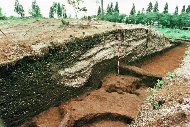 発掘された貝層断面