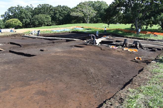 じょれんせいそう