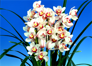 シンビジウムキャピックスプリングメロディー