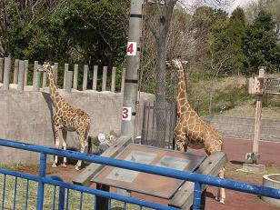 千葉市動物公園