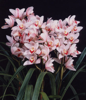 エレガント　フラグランス　チバ