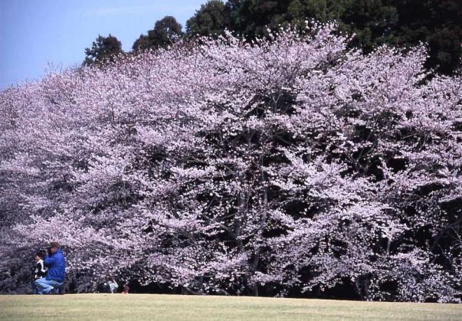 画像に関する簡単な説明