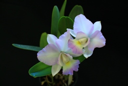 カトレア　ムラサキノ　ウスヨウ　'紫苑'