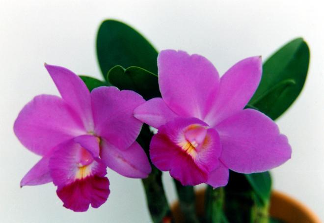 プリンセス・ノブコ