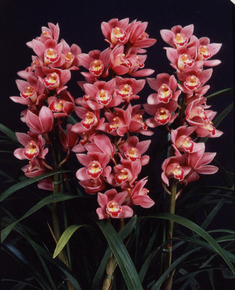 シンビジウム　キャビック　レッド　アサヒ