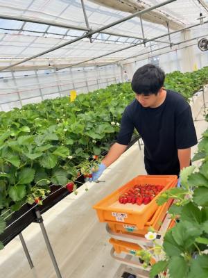 収穫（いちご）