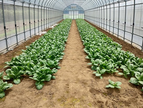 千葉市農政センターで栽培した収穫直前のコマツナ