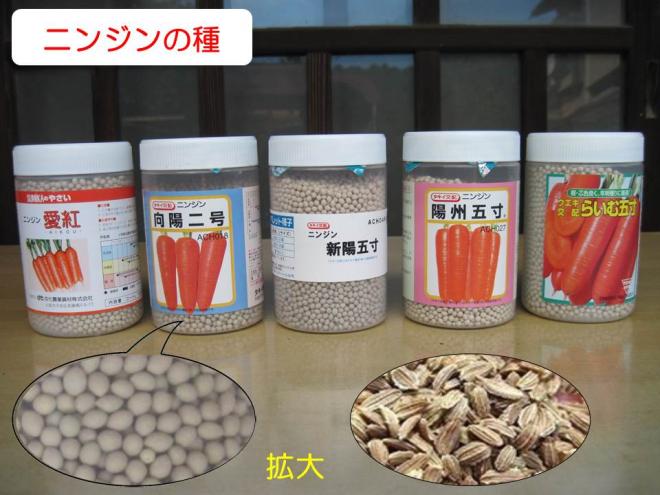 秋冬ニンジンタネ