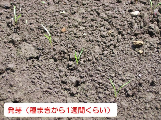 秋冬発芽