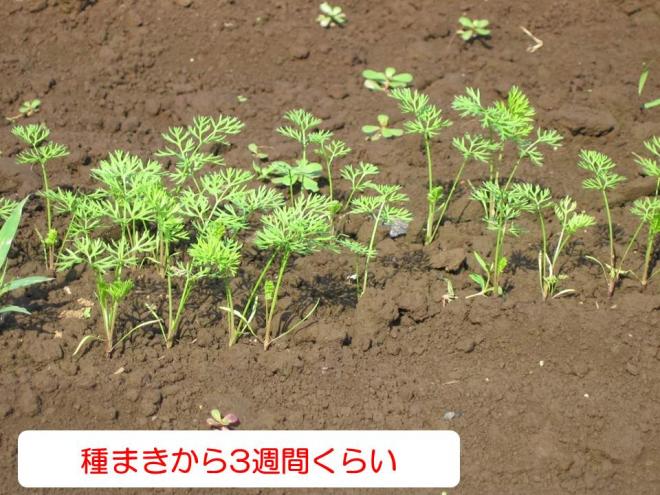 秋冬3週後