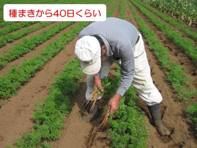 秋冬間引き