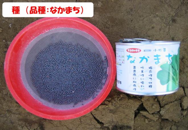 タネ