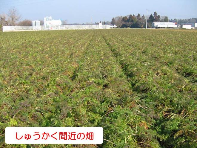 秋冬畑