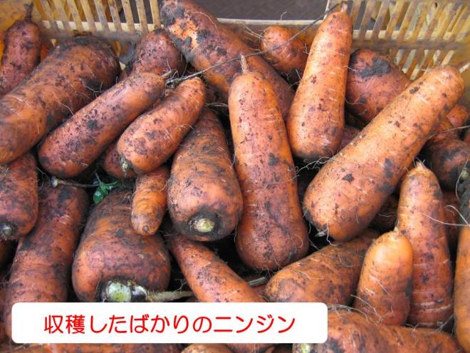 秋冬泥付