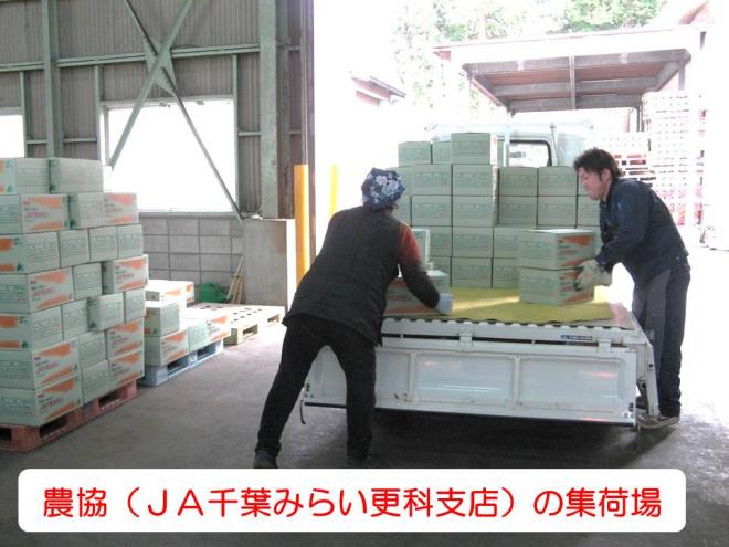 秋冬出荷
