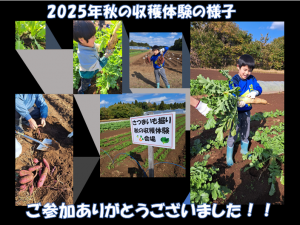 nakata_potato