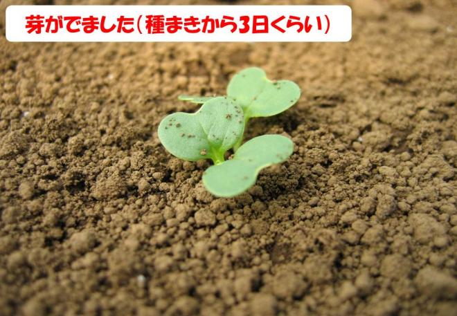 発芽