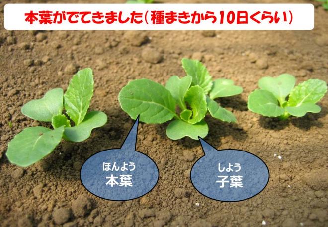 10日後