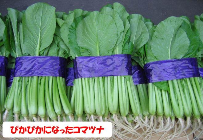 ぴかぴかのこまつな