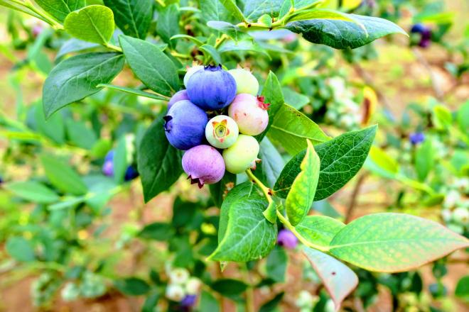 Bベリーファーム3